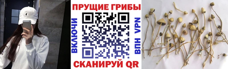 Псилоцибиновые грибы MAGIC MUSHROOMS Ельня